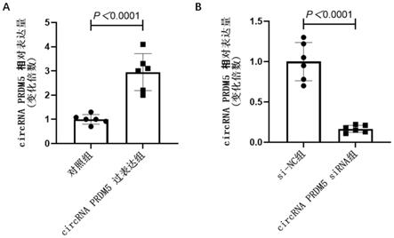 circRNAPRDM5在钙化性主动脉瓣疾病的诊断试剂盒及治疗药物开发中的应用