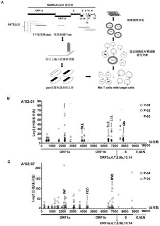 新型冠状病毒CD8+T细胞表位肽及其用途的制作方法