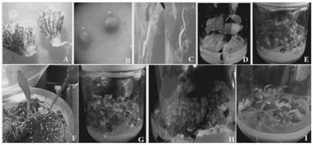 保亭花的组培快速繁殖方法