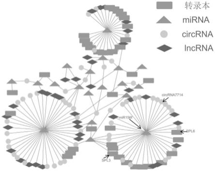 一种泡桐丛枝病相关基因网络分析方法与流程