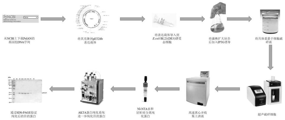 细菌生物被膜核心胞外多糖裂解酶PelAN及其制备方法和应用