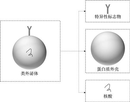 一种类外泌体及其作为参考品、标准品的应用的制作方法