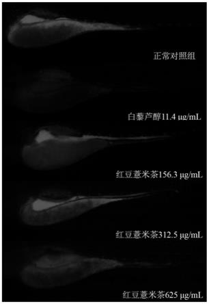 一种赤豆薏仁速溶茶及其制备方法与应用与流程