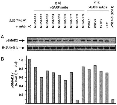 抗GARP蛋白及其用途的制作方法