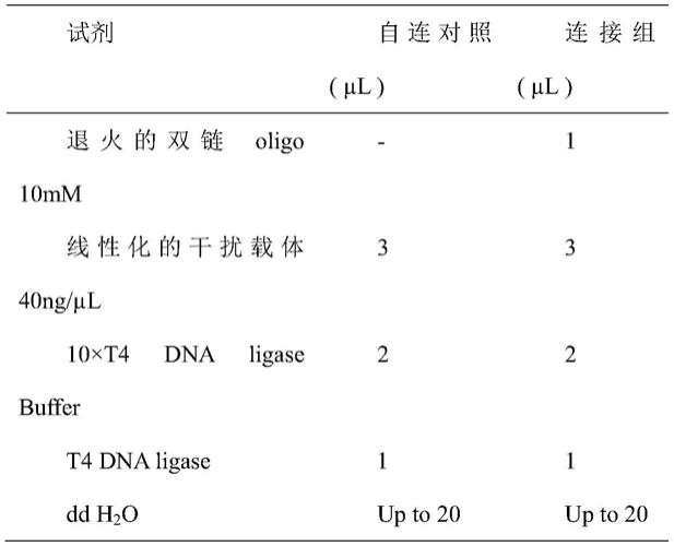 一种Piezo1基因敲除的肾小球旁细胞系及其构建方法