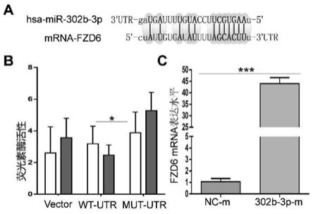miR-302b-3p在作为口腔鳞状细胞癌抗肿瘤标志物中的用途