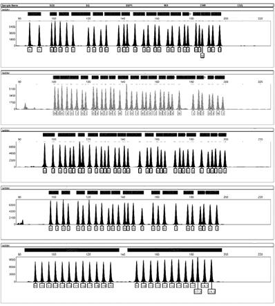 一种用于降解检材分型的人类常染色体和性染色体上64个基因座的六色荧光标记检测体系的制作方法