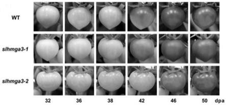 番茄SlHMGA3基因在培育果实延迟成熟的番茄中的应用的制作方法