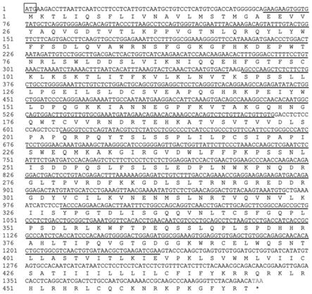 中国花鲈T细胞表面标志分子CD4-1的特异性抗体制备及应用