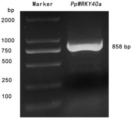 PpWRKY40a基因在调控桃流胶病抗性中的应用的制作方法