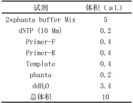 利用原位倍增blm基因簇及双报告基因制备博莱霉素高产菌株的方法及其应用与流程