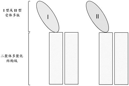 单臂I型和II型受体融合蛋白和其用途的制作方法