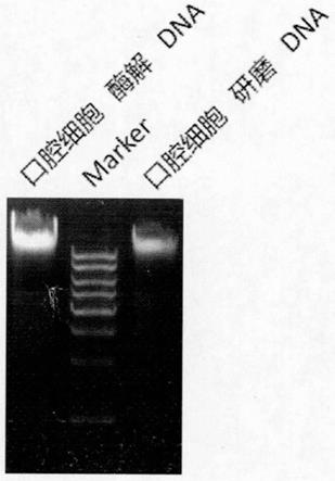 一种快速提取生物核酸的样品处理方法与流程