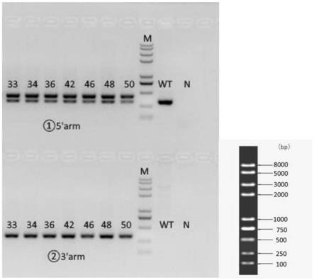 Mir-379/410基因簇敲除的小鼠模型及其构建方法与流程