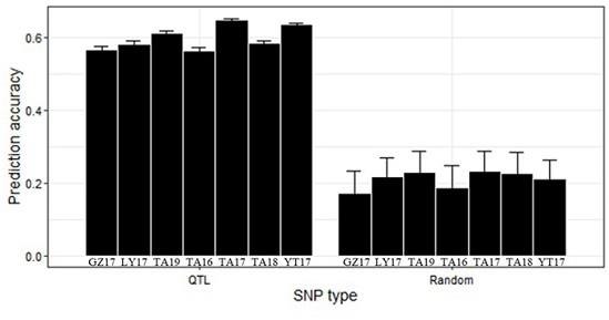 一组与小麦穗粒数显著关联的SNP位点及其在小麦遗传育种中的应用