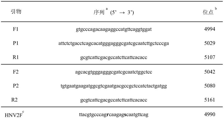 一种特异性快速检测GII型诺如病毒的引物、探针和方法与流程