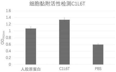 一种重组I型人源化胶原蛋白C1L6T及其制备方法和用途与流程