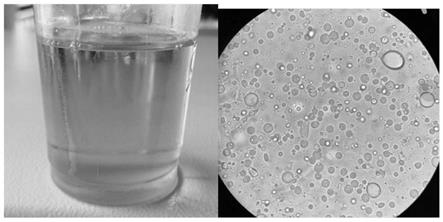 一种微生物油脂无溶剂提取方法及所得微生物油脂与流程