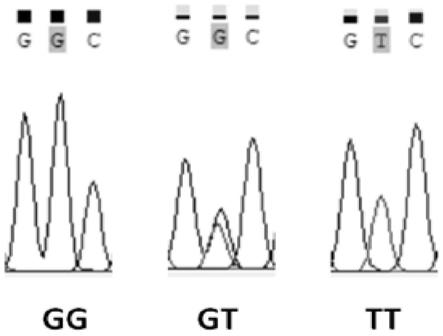 卵形鲳鲹刺激隐核虫病关联的SNP分子标记及其引物和应用的制作方法