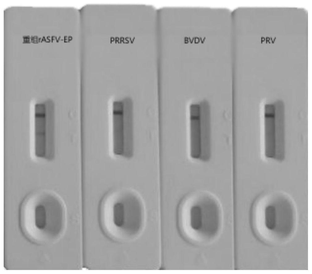 一种非洲猪瘟多克隆抗体及非洲猪瘟抗原检测试纸条的制作方法