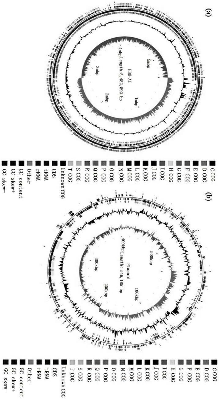 蜡样芽孢杆菌HBU-AI编码合成PHA的基因序列及其应用的制作方法