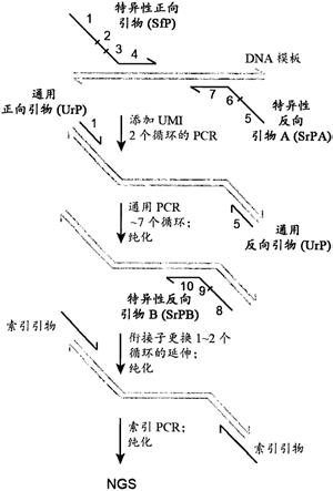 用于多重拷贝数变异检测和等位基因比率定量的定量扩增子测序