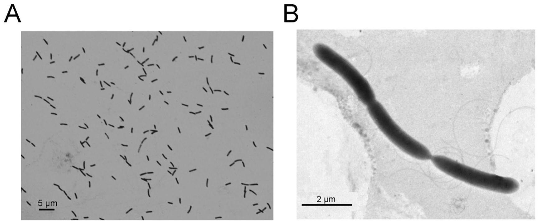 脱亚硫酸杆菌PGC-3-9及其在镰刀菌毒素脱毒中的应用的制作方法