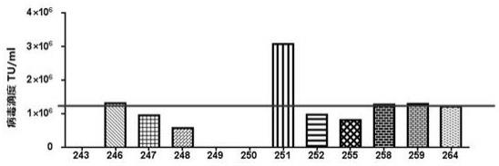 表达重组HSV-1US11蛋白的工程细胞及其在提高慢病毒包装效率中的应用的制作方法