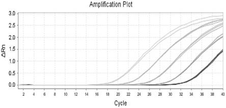 HER2mRNA及环状RNA多重荧光定量PCR检测引物探针及其应用的制作方法