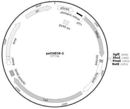 一种与绵羊F17大肠杆菌相关的miRNA及其应用的制作方法