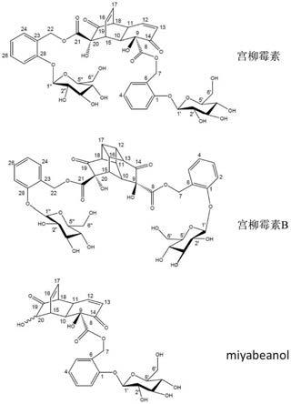 从柳属植物中分离的用于癌症疗法的脱氢柳皮苷环二聚体及其衍生物的制作方法