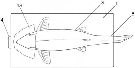 一种鲟鱼解剖保定装置的制作方法