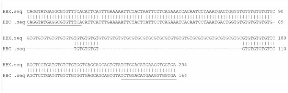 一种红白锦鲤性别特异DNA标记及其应用