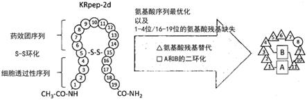 Ras抑制肽的制作方法