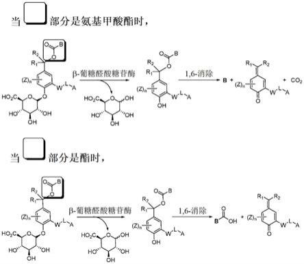 包含分支接头的抗体-药物缀合物及其相关方法与流程