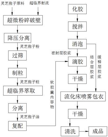 一种灵芝孢子油软胶囊的制备工艺的制作方法