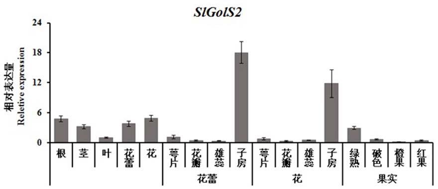 一种番茄肌醇半乳糖苷合成酶基因SlGolS2在调控果实着色与成熟中的应用