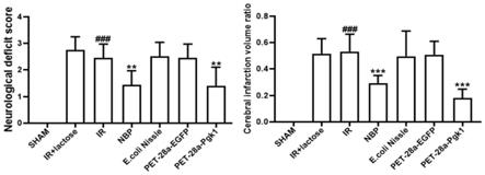 Pgk1蛋白、表达Pgk1蛋白的重组质粒、表达Pgk1蛋白的重组益生菌及应用