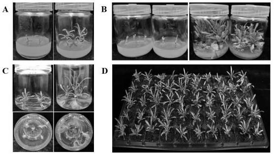 一种高效的海马齿腋芽组培快繁方法
