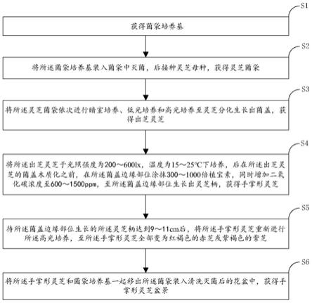 一种手掌形灵芝盆景的制备方法与流程