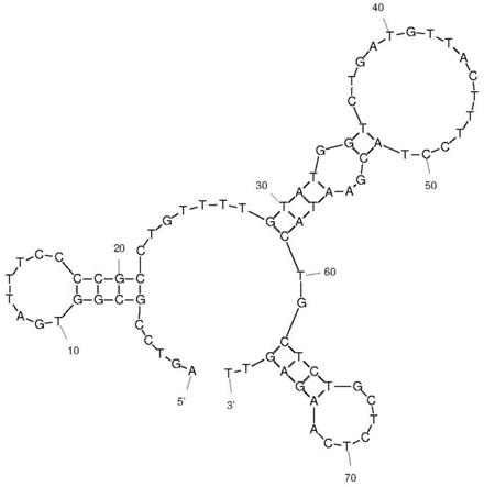 一种HPV31类病毒颗粒的核酸适配体HPV3101及其应用的制作方法