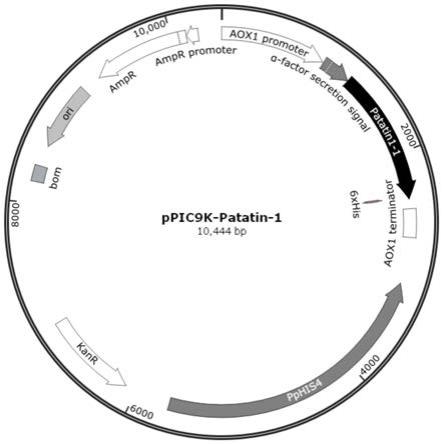 一种截短的马铃薯糖蛋白Patatin及其制备方法