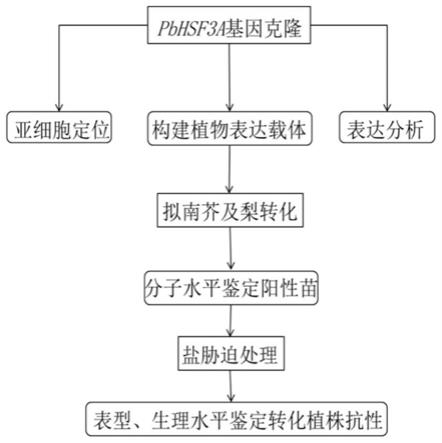 杜梨耐盐基因PbHSF3A及其在植物耐盐遗传改良中的应用