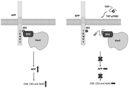 一种融合多肽TAT-pY682及其在制备阿尔茨海默病药物中的应用
