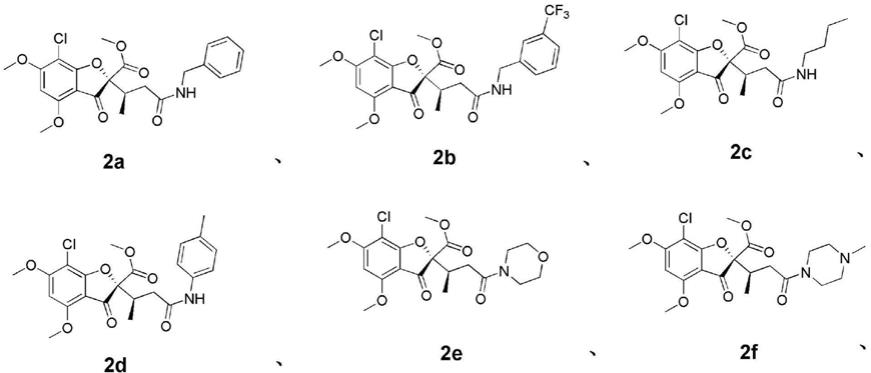 一种灰黄霉素开环衍生物在制备抗肿瘤药物中的应用