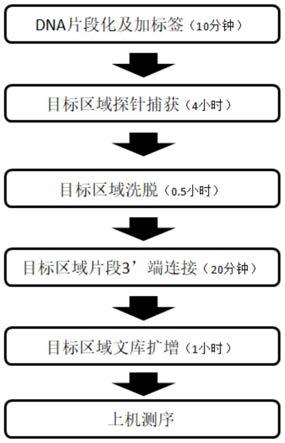 一种液相捕获文库构建方法与流程