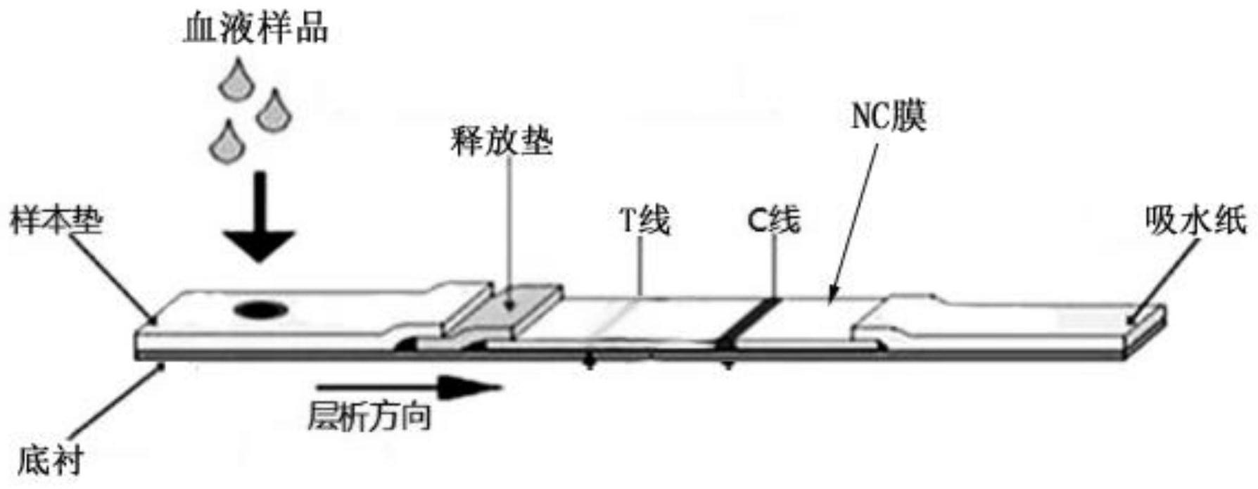 一种定量检测人体血液中新冠病毒抗体的检测试剂盒、其检测方法与流程