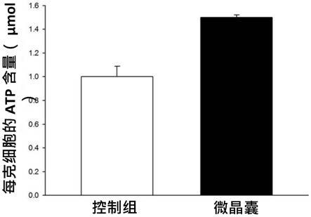 兰花芽胚复合微晶囊体组合物、其制作方法及用于促进细胞排毒、能量活化与抗老化的用途与流程