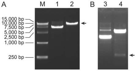 重组真菌免疫调节蛋白rFIP-glu的应用的制作方法