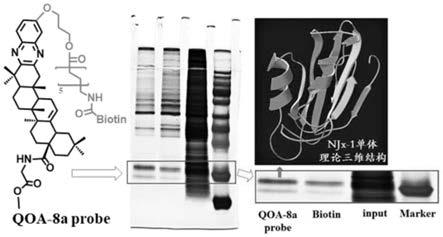 一种高等真核生物非内含子嵌套基因NJx-1及其表达蛋白和应用